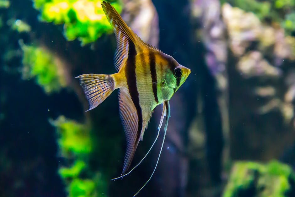 6. Angelfish (image credits: pexels)