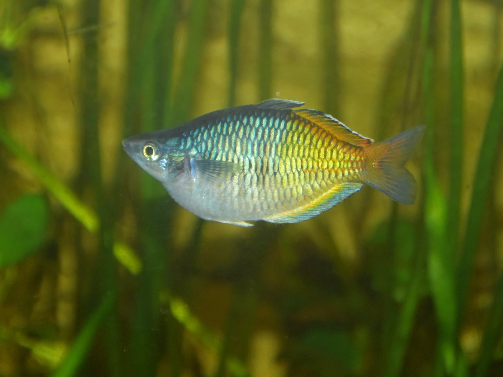 7. Rainbowfish (image credits: wikimedia)