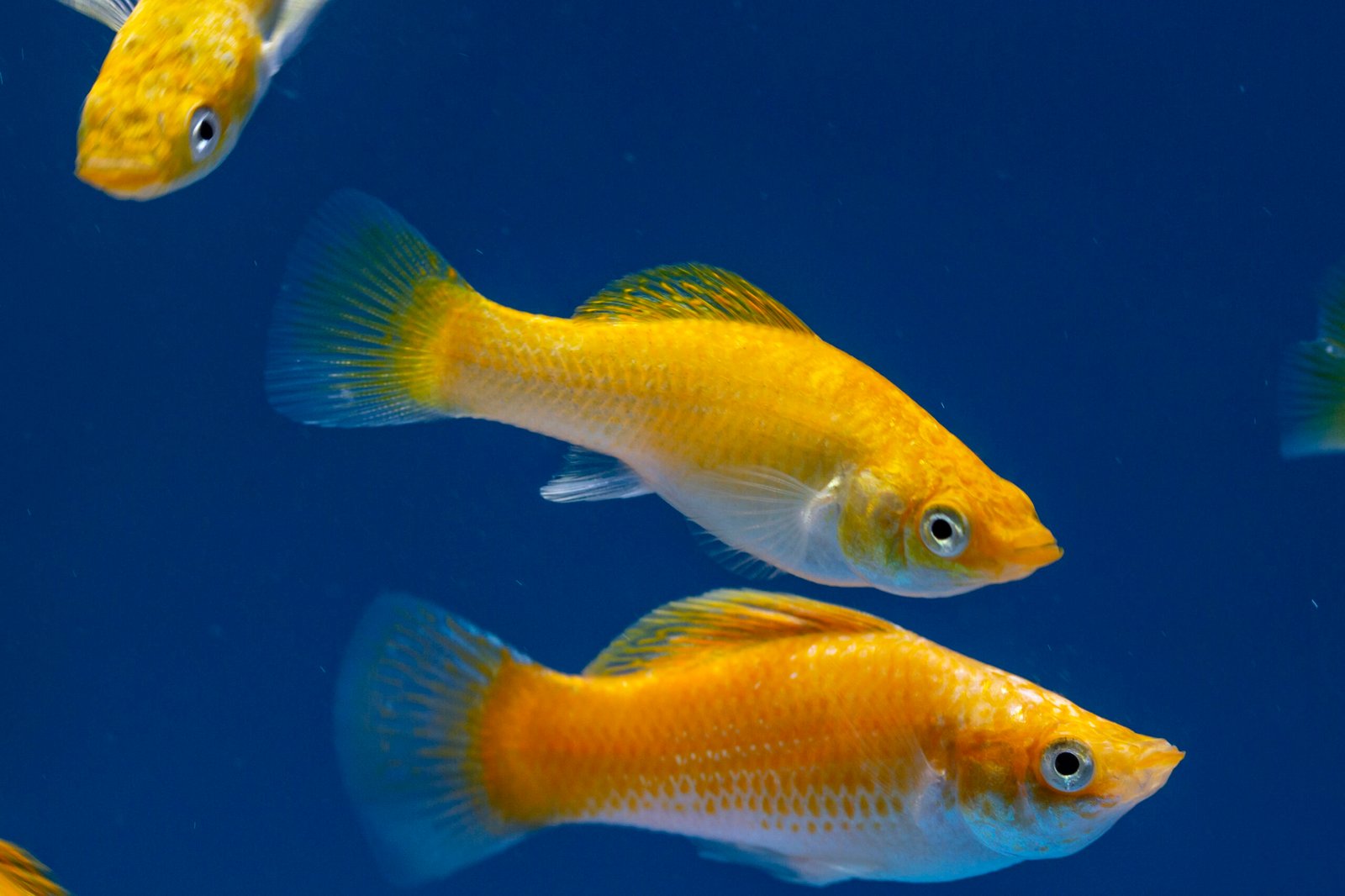 8. Mollies (image credits: wikimedia)