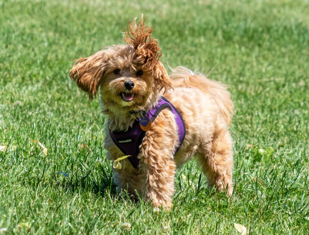 15. The Joy of Owning a Maltipoo