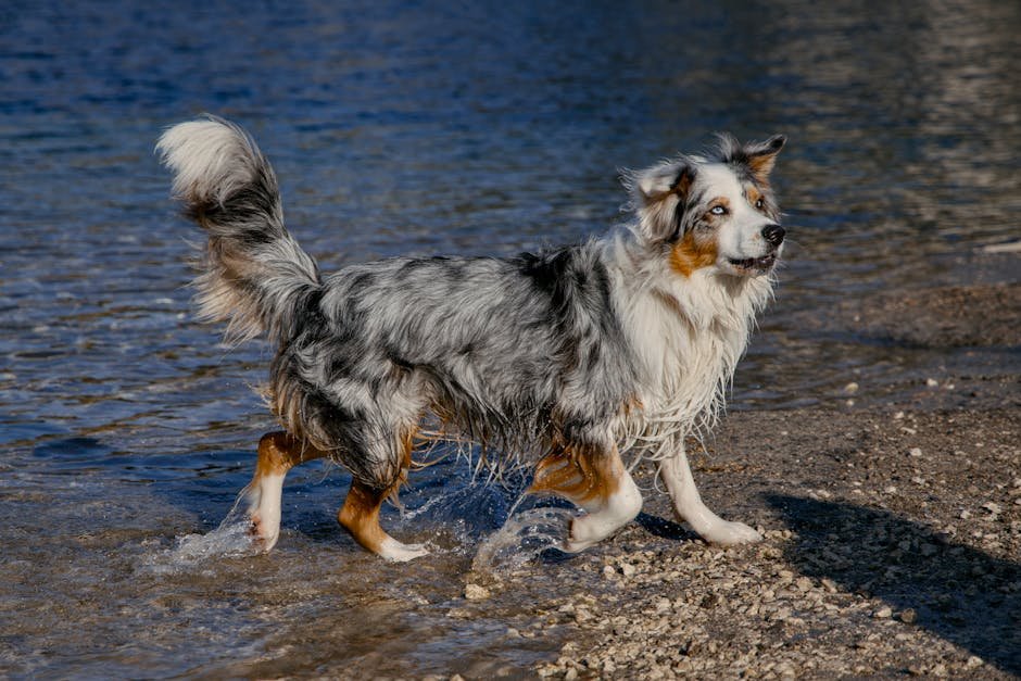 Australian Shepherd: The Dynamic Dynamo (image credits: pexels)