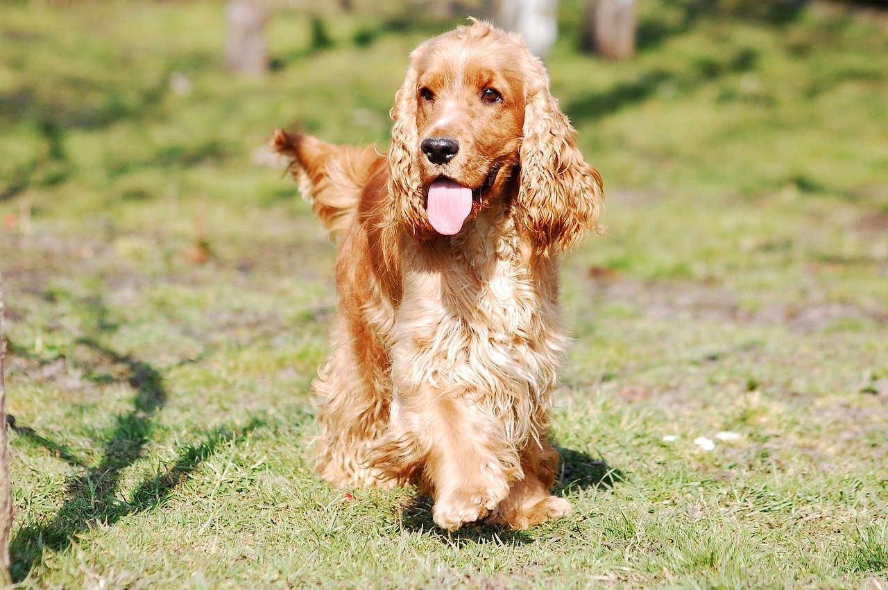 Cocker Spaniel: The Affectionate Athlete (image credits: pixabay)