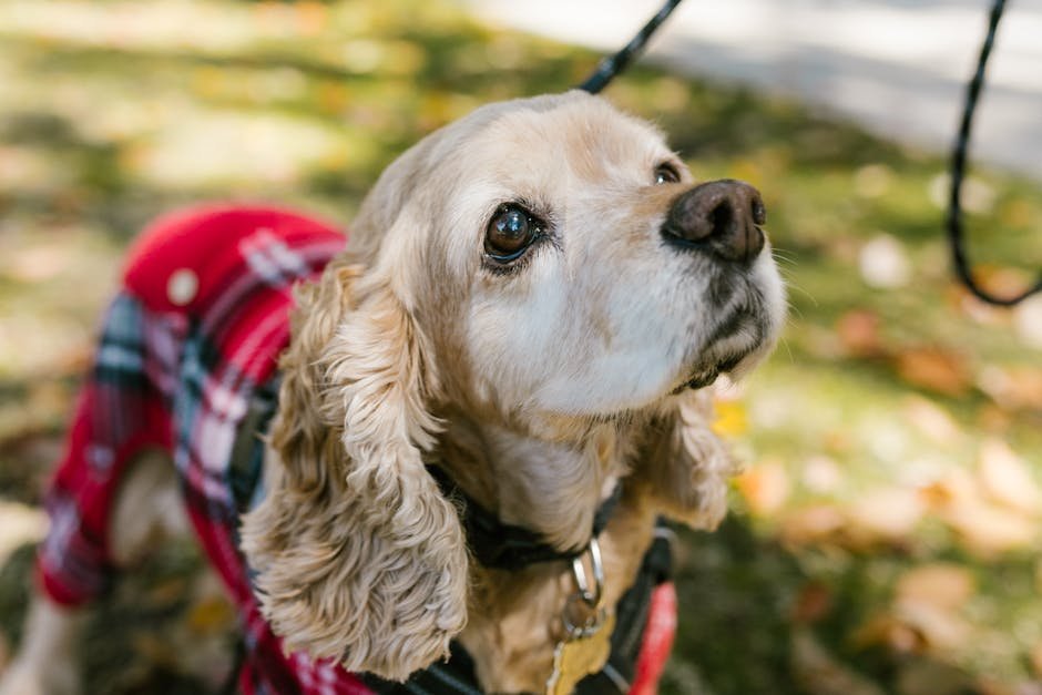 Cocker Spaniel: The Spirited Playmate (image credits: pexels)