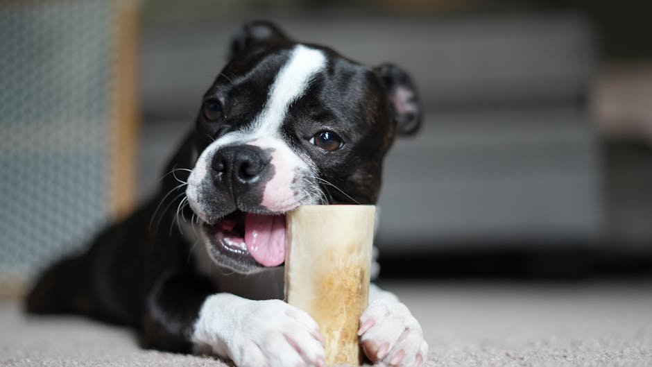 3. Teething Troubles (image credits: pexels)