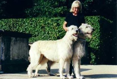 Irish Wolfhound: The Majestic and Mellow (image credits: wikimedia)