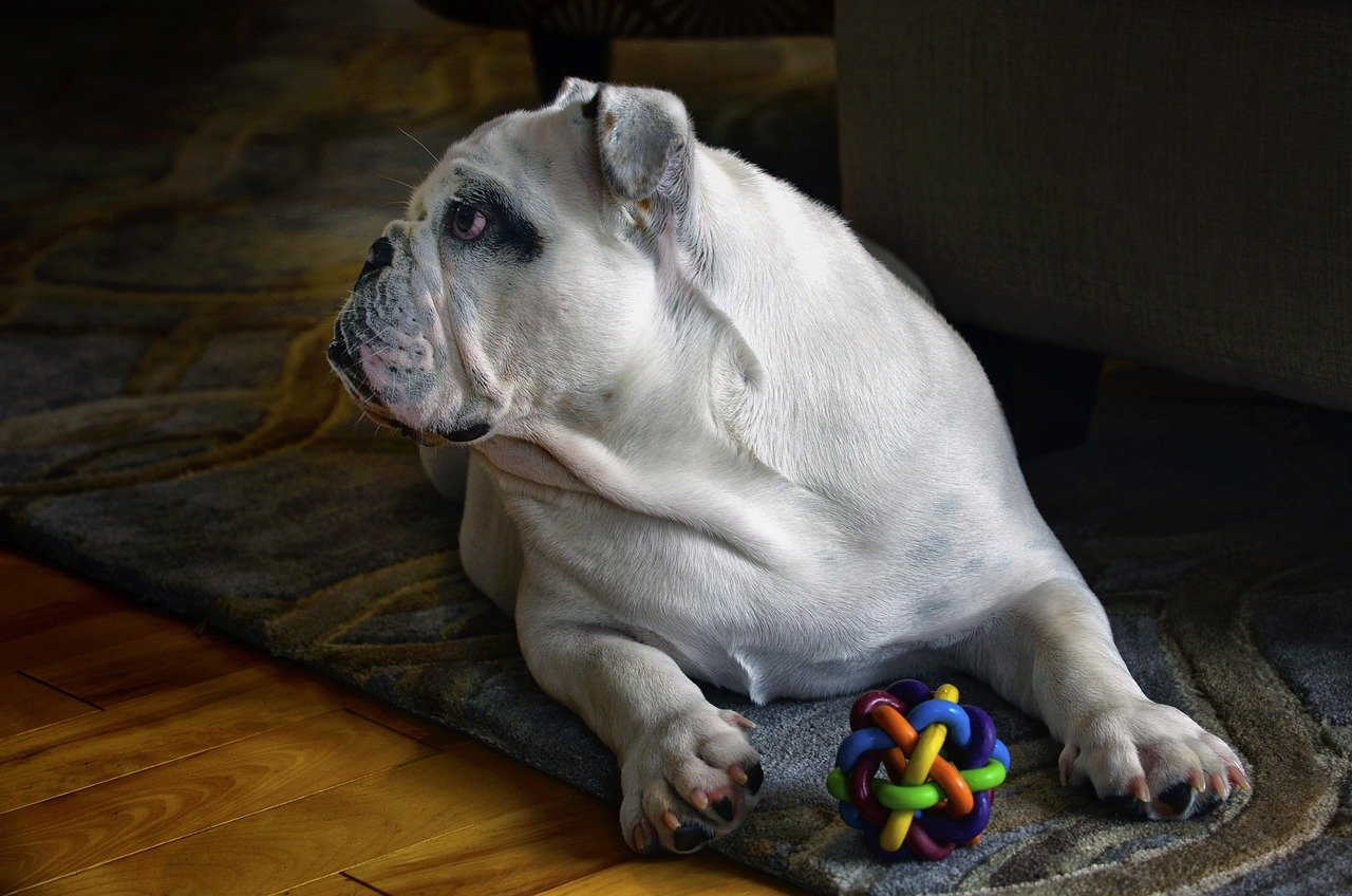 Overly Protective of Toys (image credits: pixabay)
