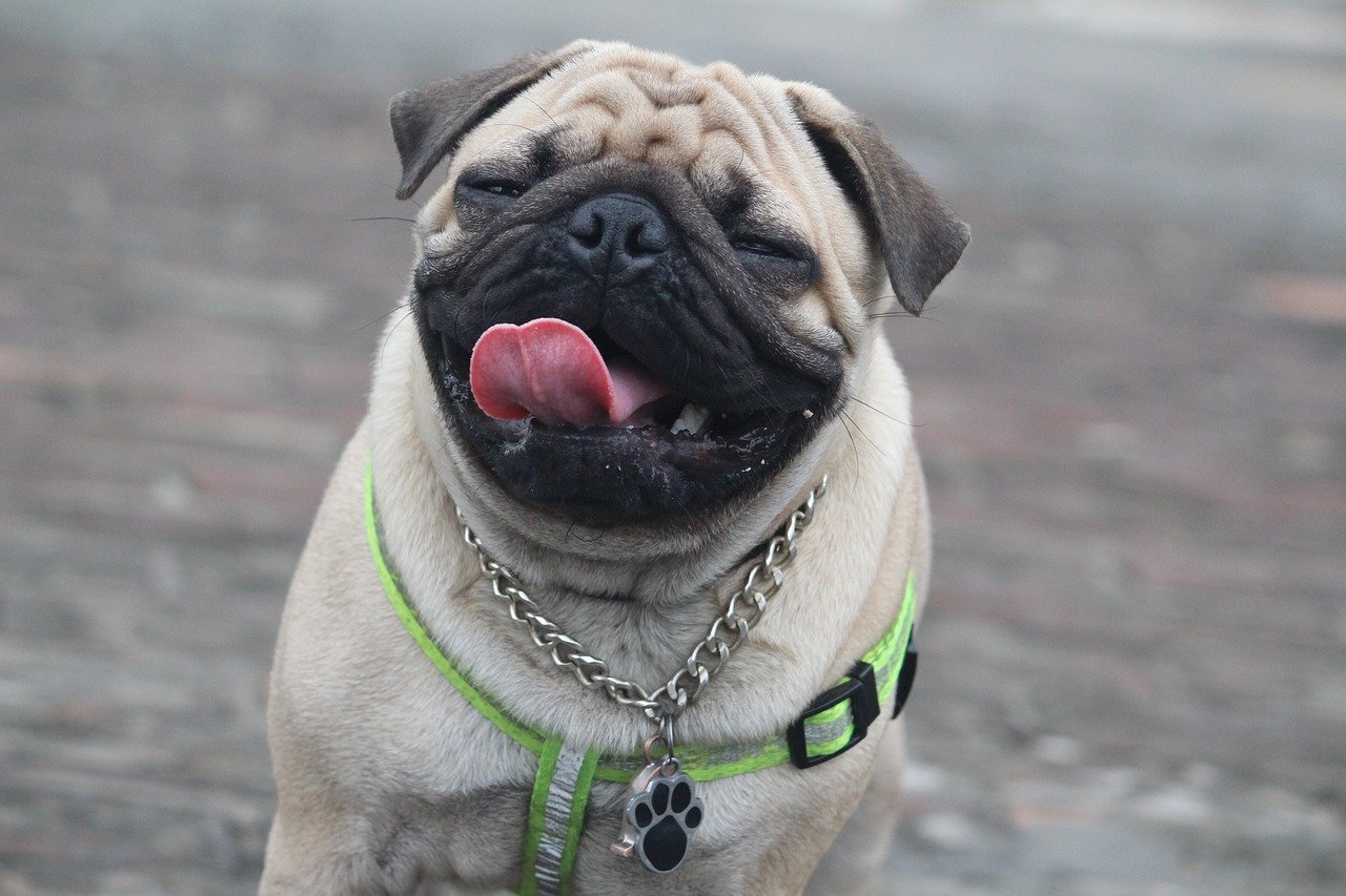 Pug: The Charming Clown (image credits: pixabay)