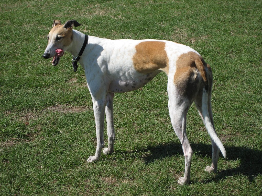 Greyhound: The Gentle Giant (image credits: wikimedia)