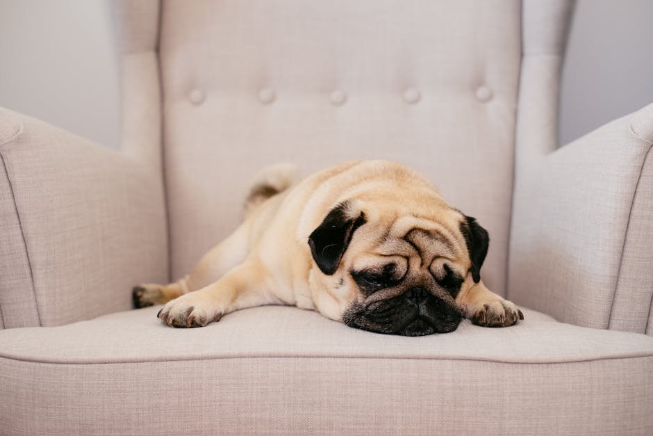 7. Pug: The Comical Companion (image credits: pexels)