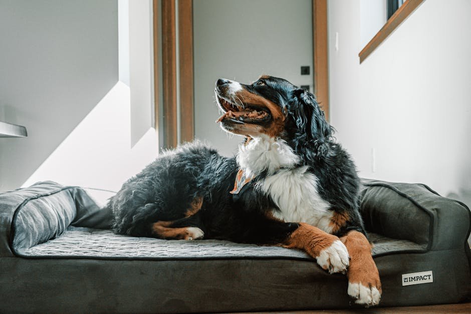 11. Bernese Mountain Dog: The Giant Sleepyhead (image credits: pexels)