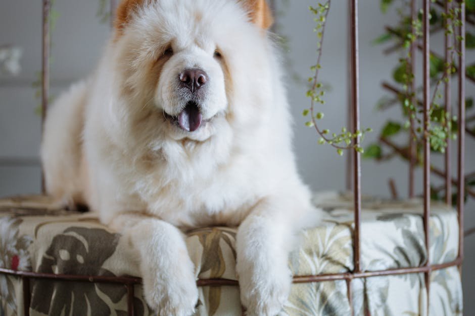 12. Chow Chow: The Independent Snoozer (image credits: pexels)