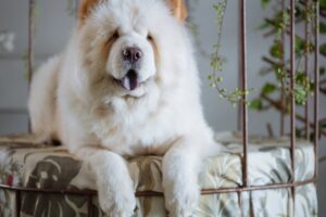 12 Ideal Dog Breeds for Night Owls Who Love Lazy Mornings