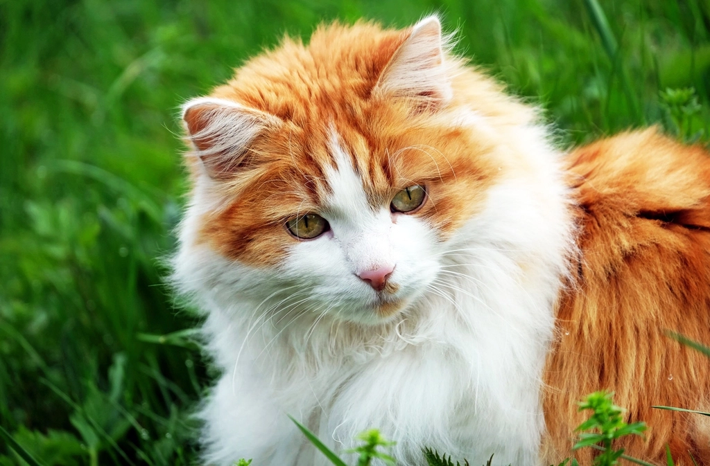 Norwegian Forest Cat: The Viking Legend (image credits: rawpixel)