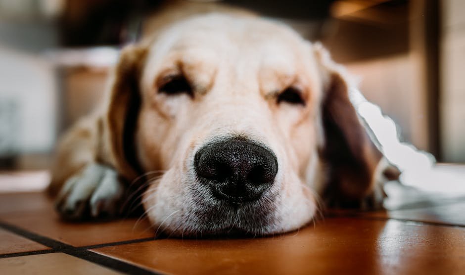 Myth 1: A Wet Nose Means a Healthy Dog (image credits: pexels)