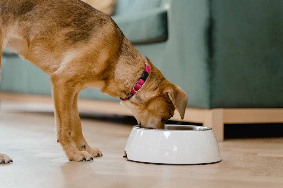 Myth 5: Dogs Eat Poop Due to Nutritional Deficiencies (image credits: pexels)