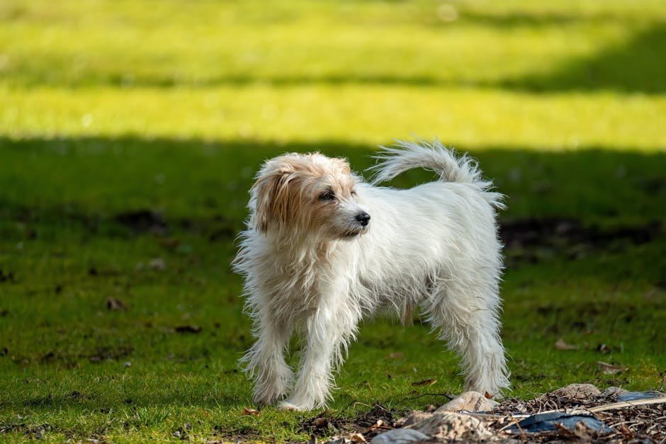Myth 7: Dogs Only Wag Their Tails When Happy (image credits: pexels)