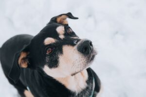 10 Dog Health Myths You Need to Stop Falling For