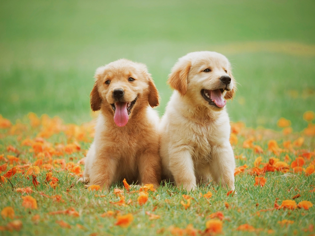1. Golden Retriever (image credits: rawpixel)
