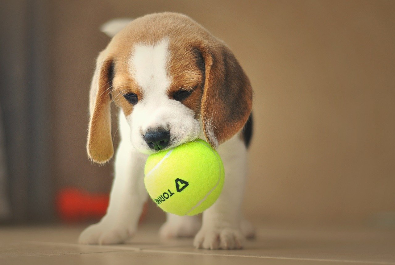 4. Beagle (image credits: pixabay)