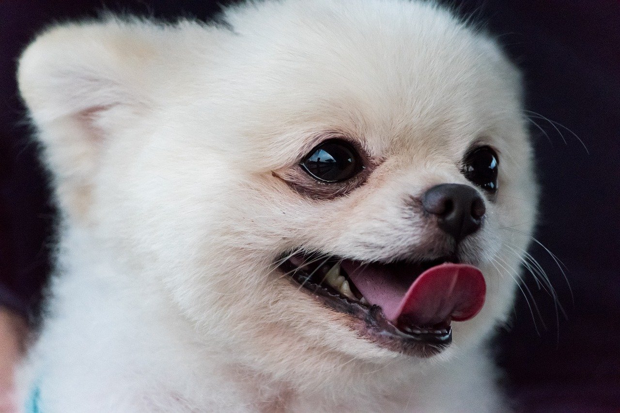 5. Pomeranian (image credits: pixabay)