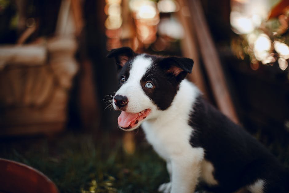 8. Border Collie (image credits: pexels)