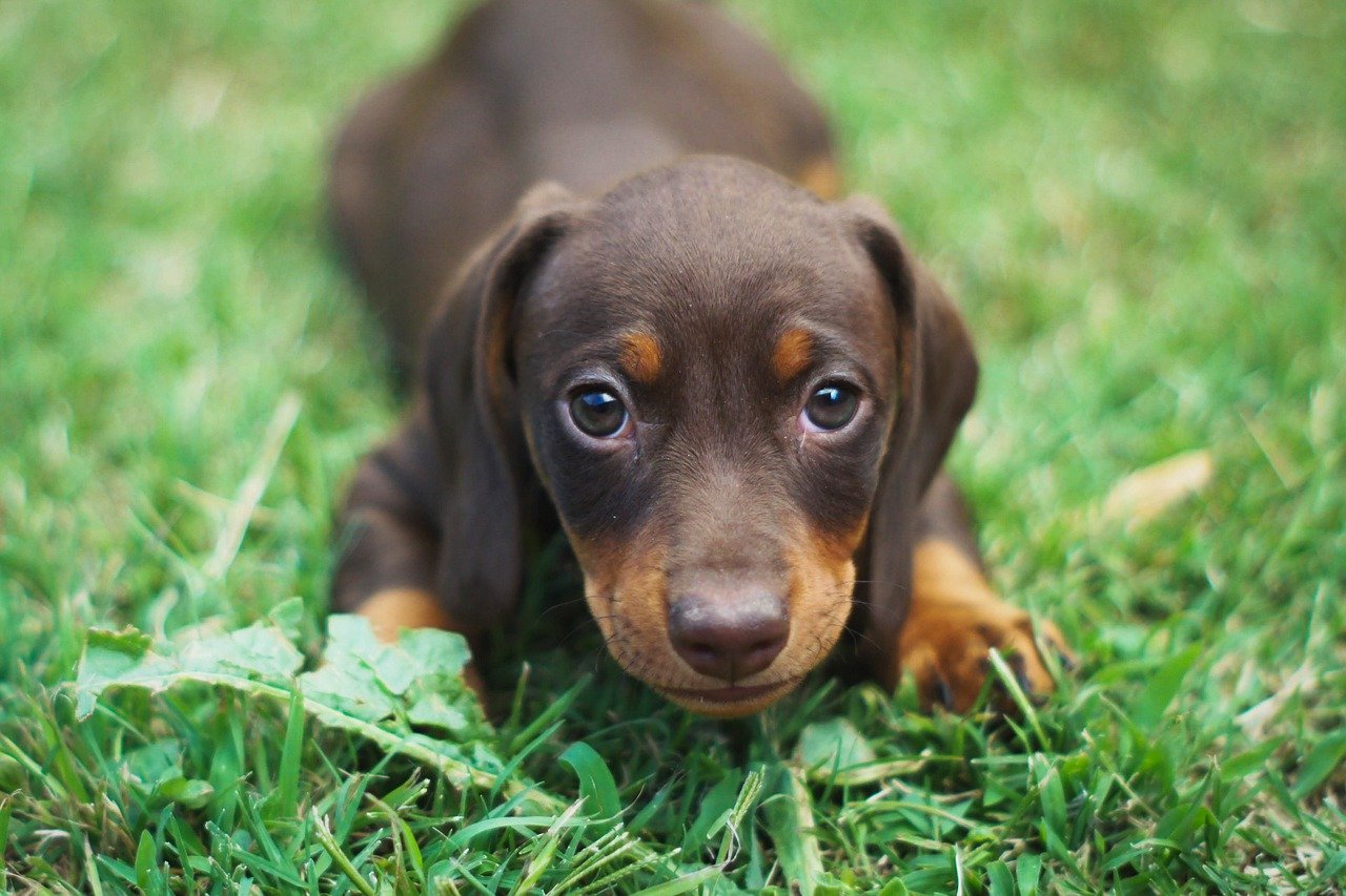 9. Dachshund (image credits: pixabay)