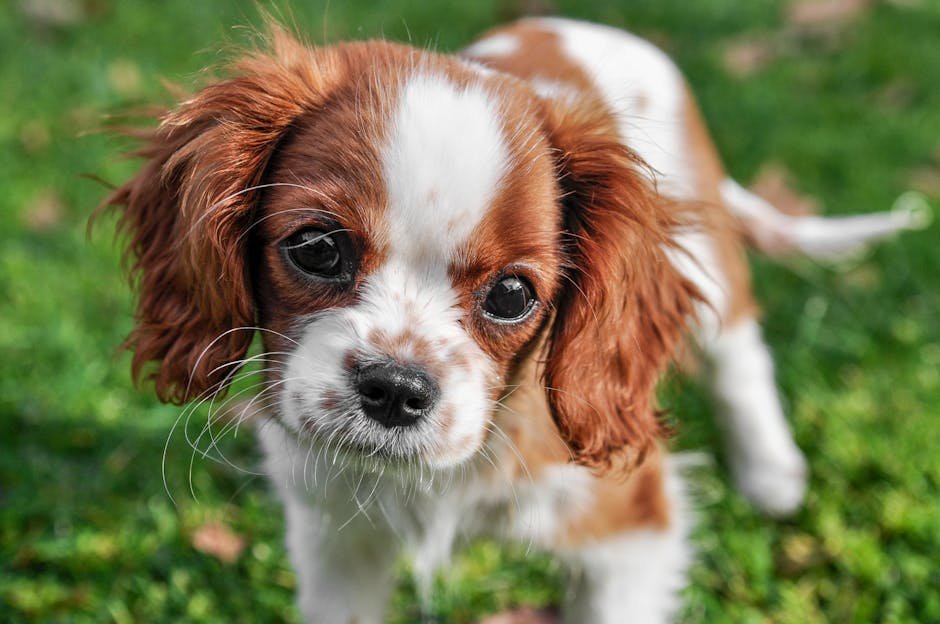 10. Cavalier King Charles Spaniel
