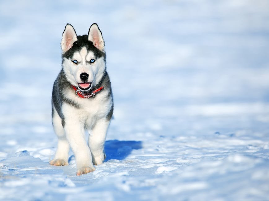 12. Siberian Husky (image credits: pexels)