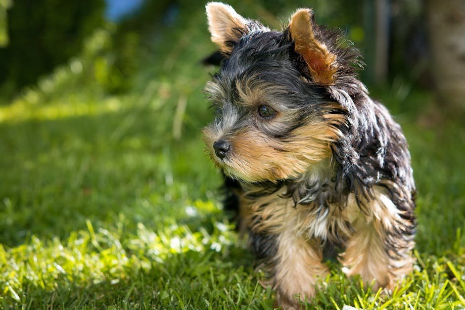 15. Yorkshire Terrier (image credits: pexels)