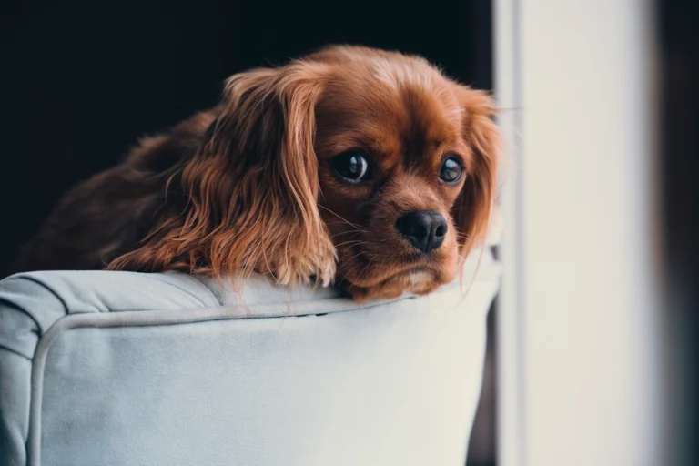 15 Dog Breeds With the Cutest Puppy Phases
