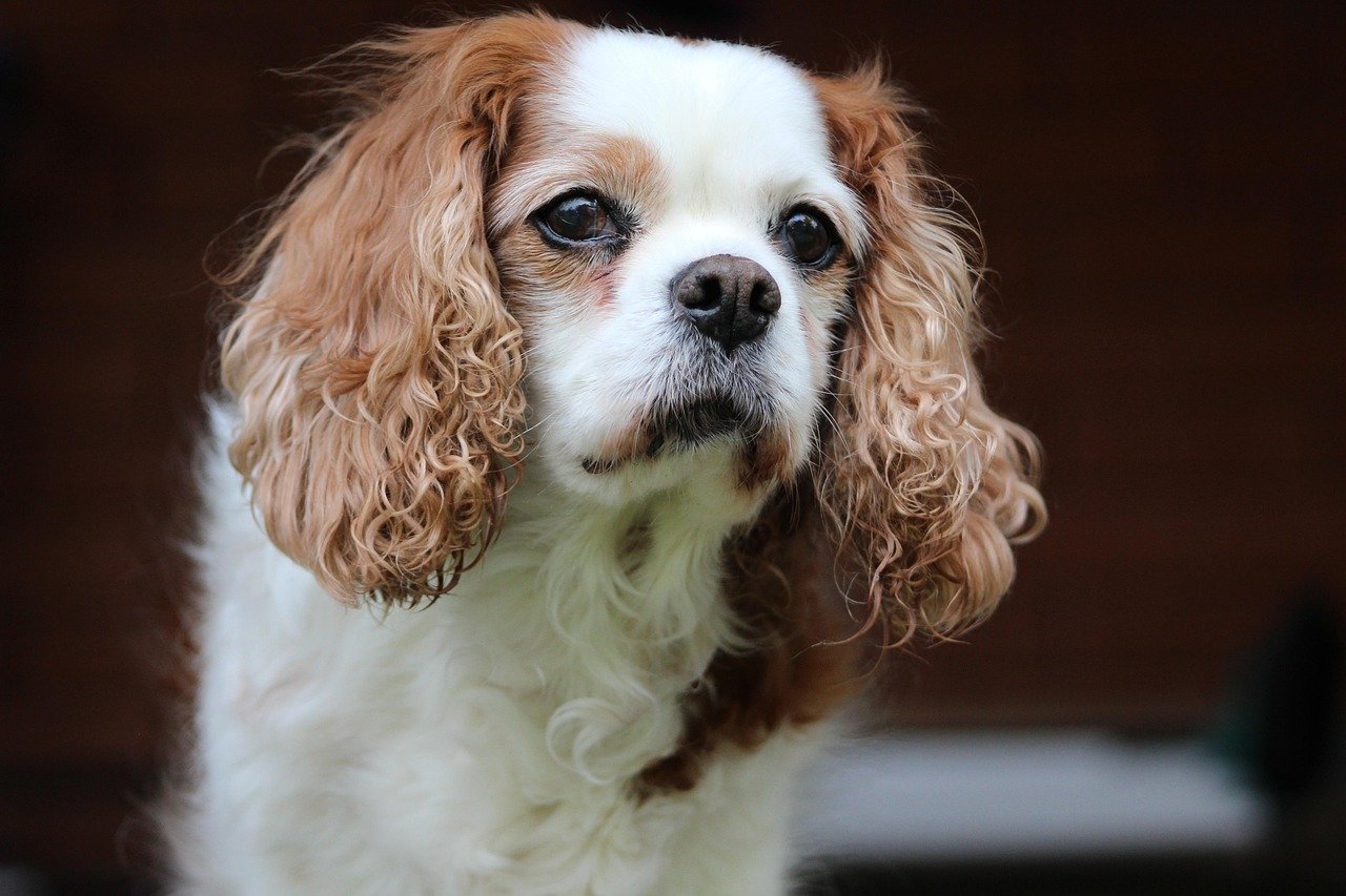 Choose the Right Breed (image credits: pixabay)