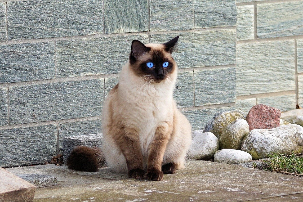 Siamese: The Vocal Affectionate (image credits: pixabay)