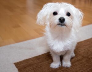 5 Small Dog Breeds With a Gentle Temperament and 5 Most Likely to Be Snappish