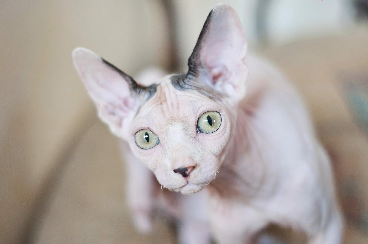Sphinx Cats: The Naked Truth of Independence (image credits: pixabay)