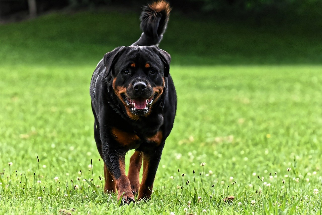 2. Rottweiler (image credits: pixabay)