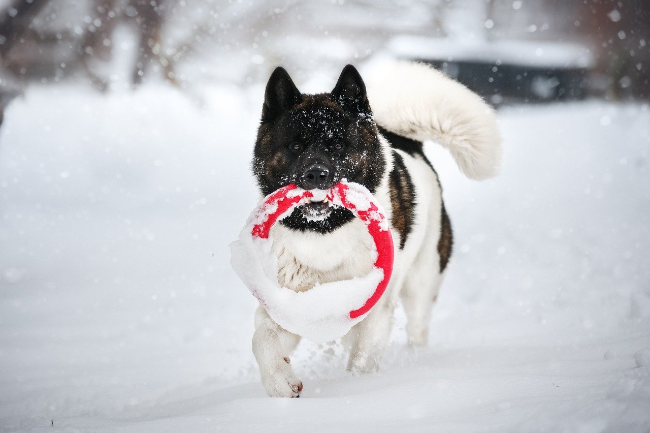 5. Akita (image credits: pixabay)