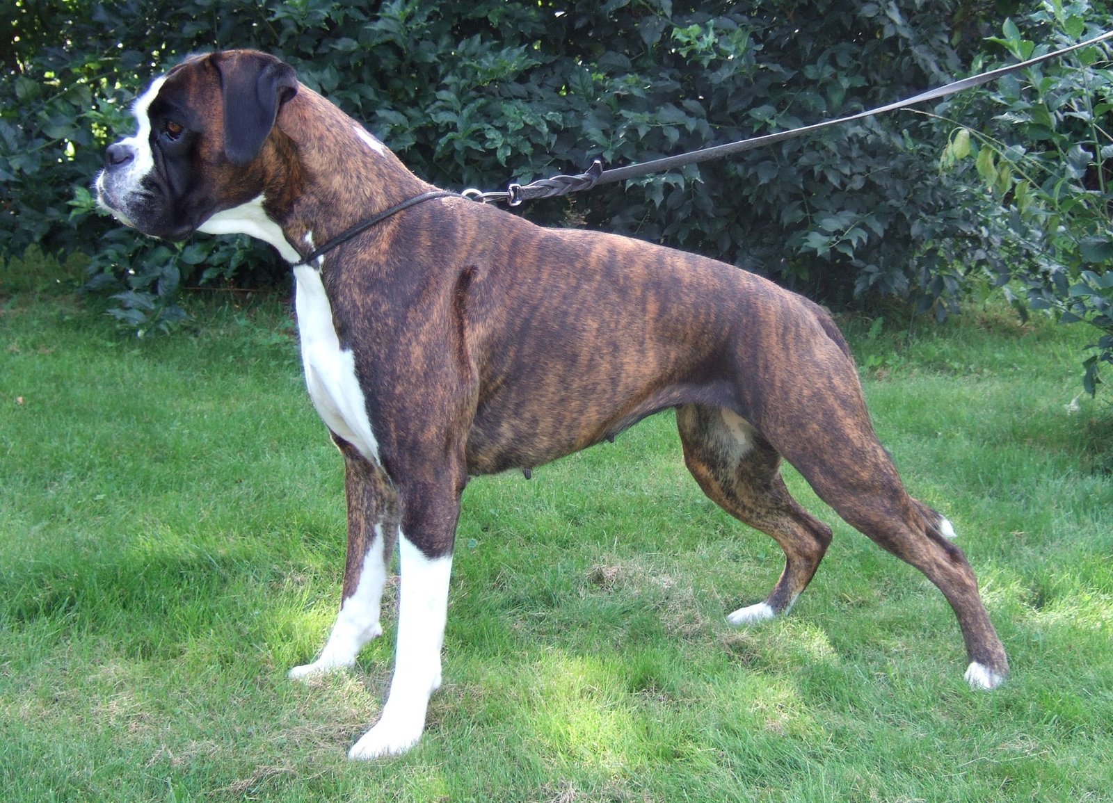 8. Boxer (image credits: wikimedia)
