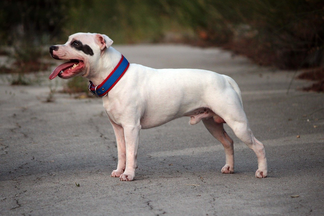 10. Staffordshire Bull Terrier (image credits: pixabay)