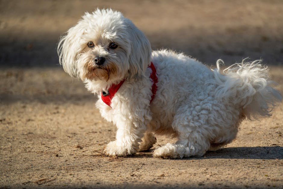 Understanding Your Dog's Routine (image credits: pexels)