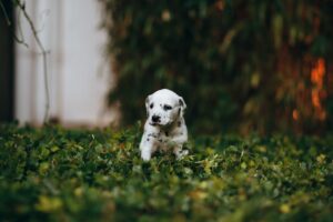8 Tips to Train Your Dog to Poop in a Specific Area