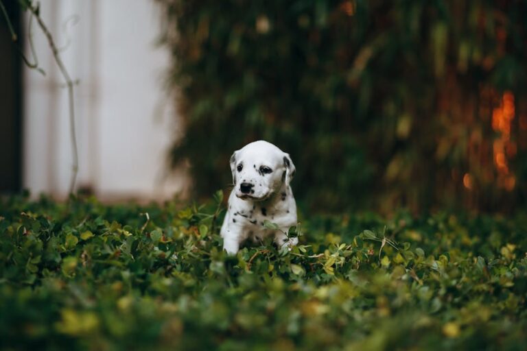 8 Tips to Train Your Dog to Poop in a Specific Area