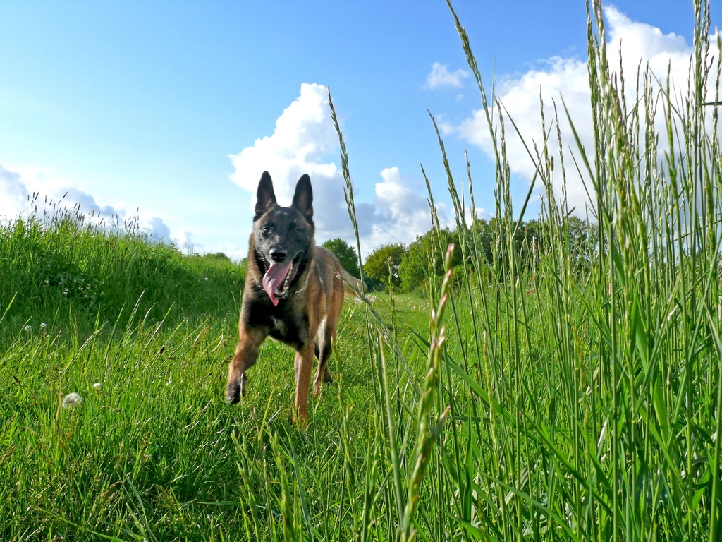 9. Belgian Malinois (image credits: rawpixel)
