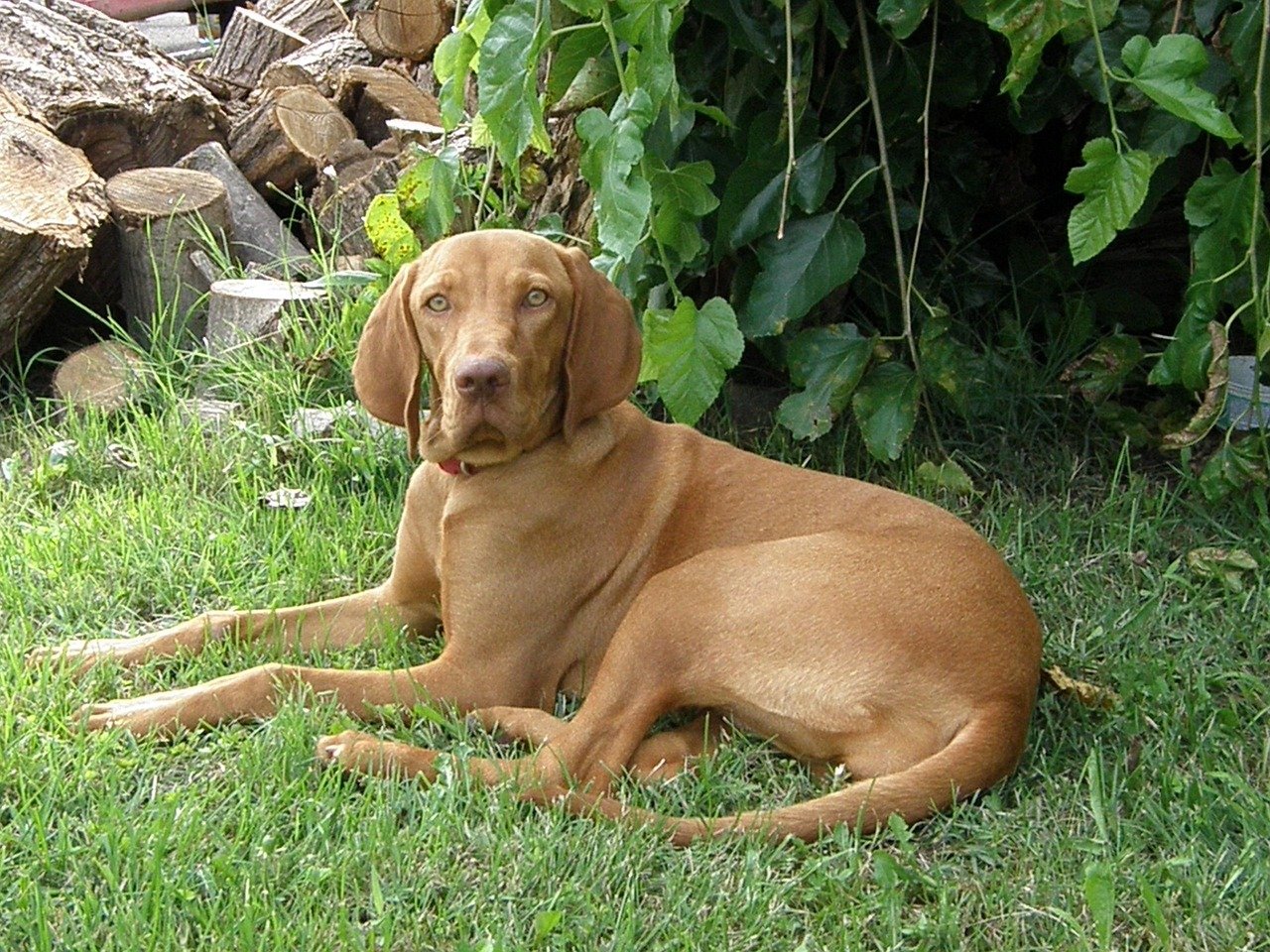 17. Vizsla (image credits: pixabay)