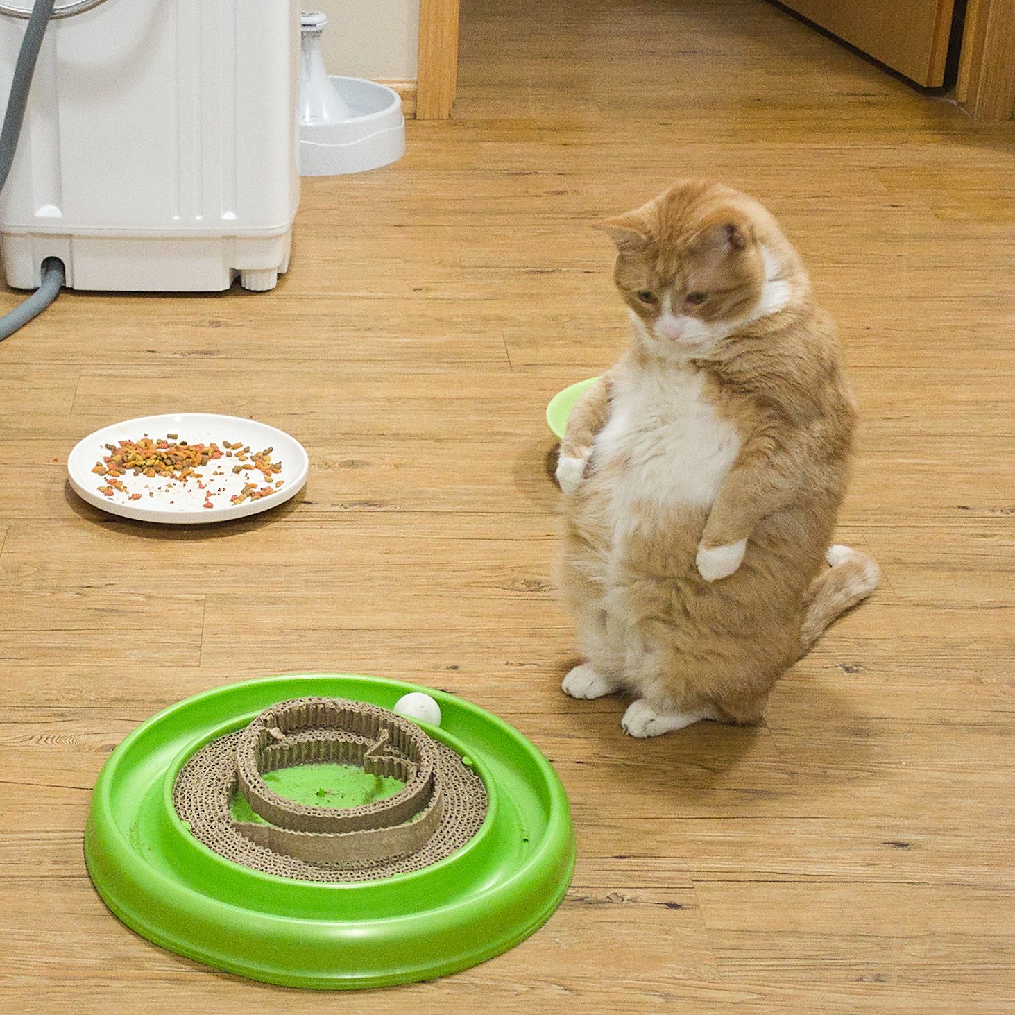 Engaging Your Cat in Play and Exercise (image credits: wikimedia)