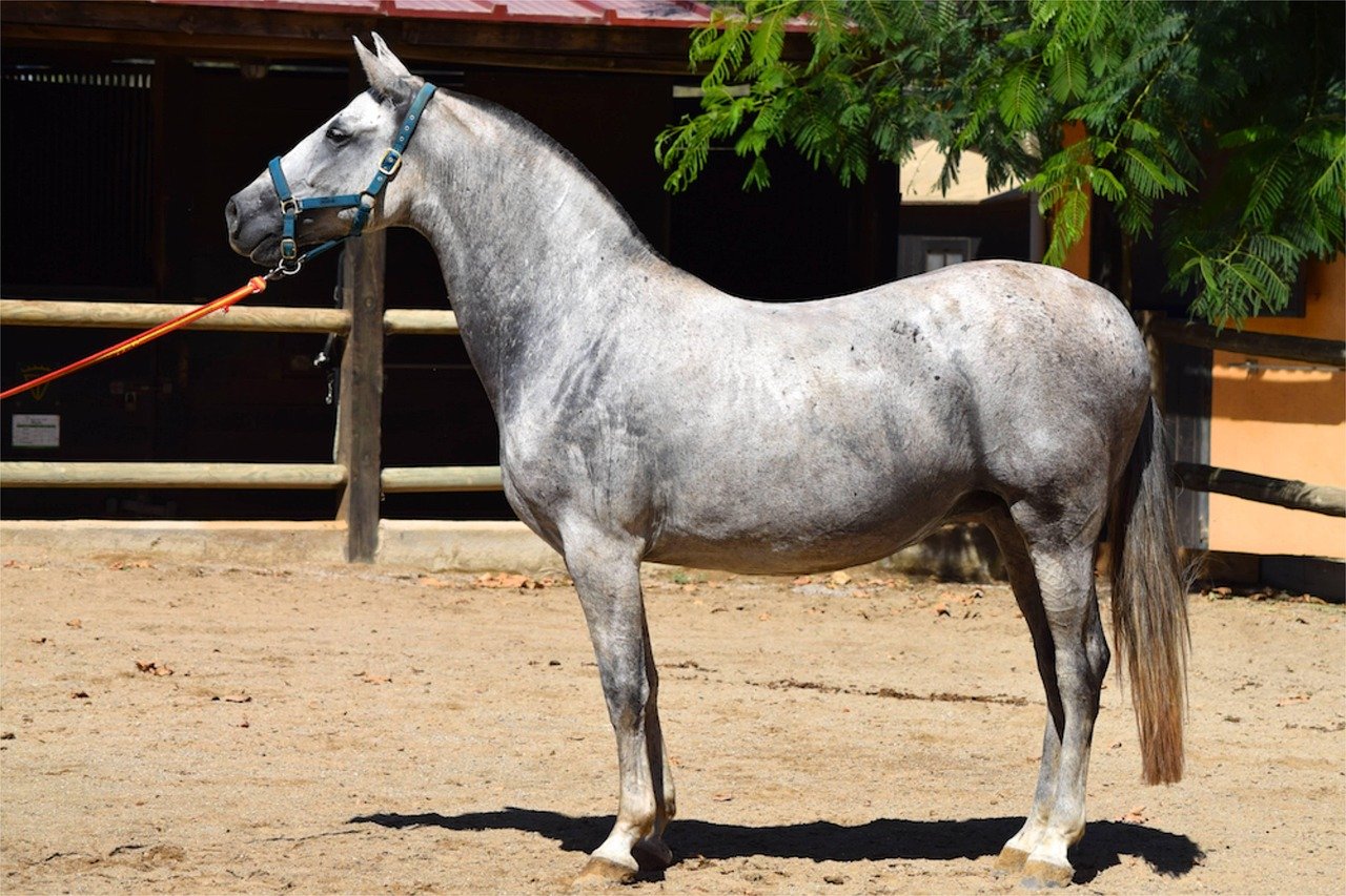 6. A True War Horse (image credits: pixabay)