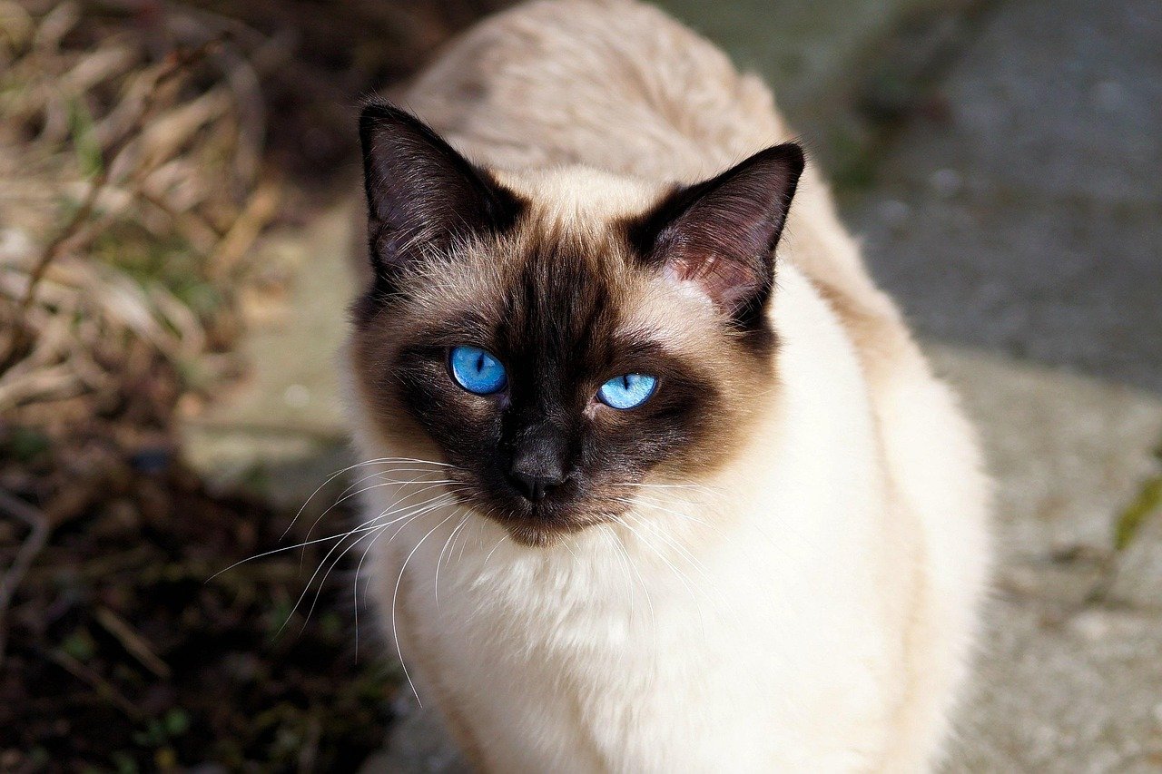Siamese: The Vocal Companion (image credits: pixabay)