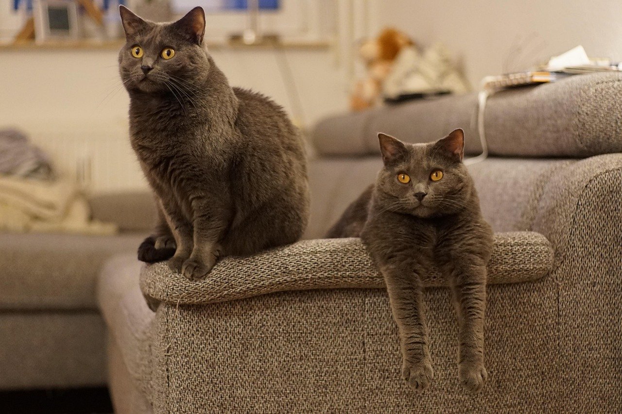 Chartreux: The Quiet Companion (image credits: pixabay)