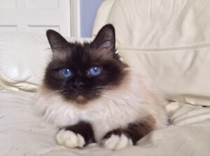 12 Cat Breeds That Prefer Being With Humans Than Other Cats