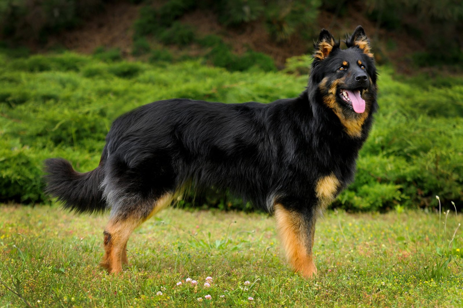 10 Things to Know About the Little Known Bohemian Shepherd