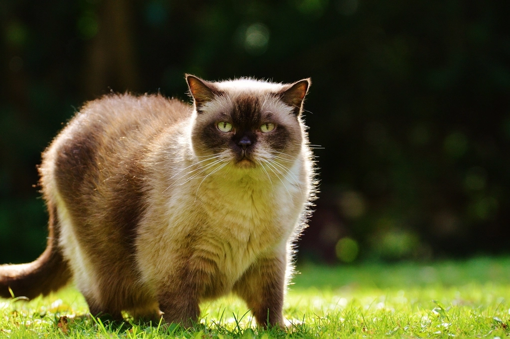 Birman: The Sacred Feline of Burma (image credits: rawpixel)